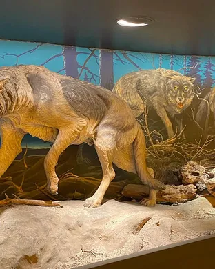 Dire Wolf Cleveland
